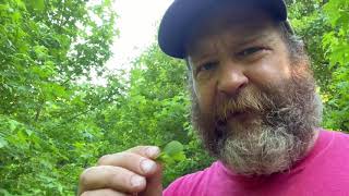 VLOG Look what sprouted in the FOOD FOREST and a air layer check [upl. by Sebbie627]