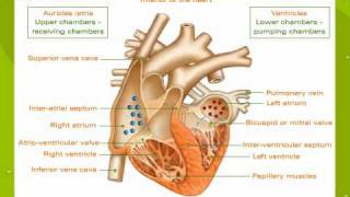 The Human Heart [upl. by Cherye]