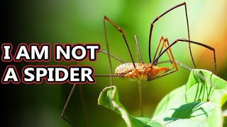 Opiliones facts theyre also known as daddy long legs  Animal Fact Files [upl. by Whorton]