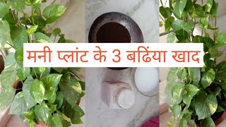 3 best fertilizers for money plantमनी प्लांट के 3 बढिंया खादanveshas creativity [upl. by Suivatnom]