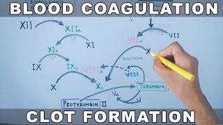 Coagulation Cascade  Intrinsic and Extrinsic Pathway [upl. by Fanchon]