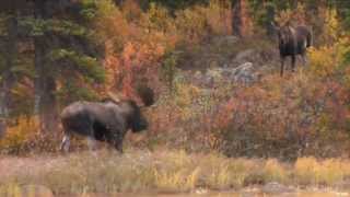 Moose Hunting with Bow in BC [upl. by Esimaj613]