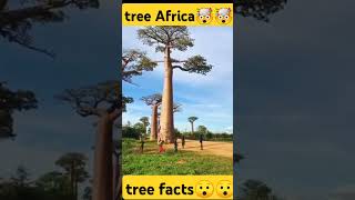 From Acacia to long Treesfacts africa tree [upl. by Ylrehc]