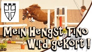 Mein Hengst Tino wird gekört  ZfdP Körung 2019 [upl. by Kele]