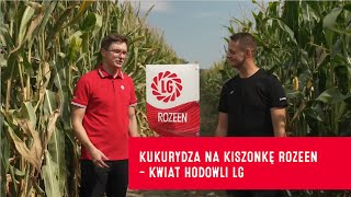 Kukurydza na kiszonkę Rozeen – kwiat hodowli LG [upl. by Jehius]