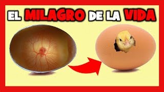 EVOLUCION de un HUEVO DIA A DIA 🐤 Como Saber si un HUEVO es FERTIL DESARROLLO EMBRIONARIO DE POLLO [upl. by Esenwahs]