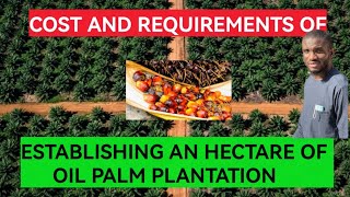 Cost amp Requirements of Establishing An Hectare of Oil Palm Plantation [upl. by Garik226]