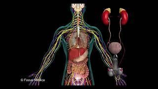 The Excretory system  Fundamentals of Biology [upl. by Nelrsa42]