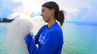 Catch Mangrove Snapper Pier Fishing Anna Maria Island Florida [upl. by Zephaniah]