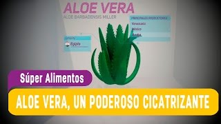 Aloe Vera un poderoso cicatrizante  SúperAlimentos [upl. by Willtrude760]