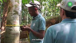 Aprendices realizan prácticas para proteger árboles en peligro de extinción en Putumayo [upl. by Xineohp]