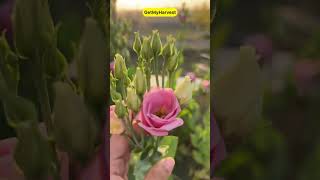 Surprise Lisianthus ke Phool beautifulflowers [upl. by Sheelah]