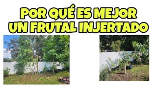 CORTE 2 DE MIS ARBOLES FRUTALESVENTAJAS DE LOS INJERTOS [upl. by Geaghan803]