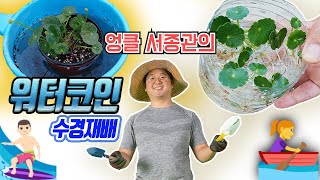 워터코인 키우기 🌸 워터코인 번식 🌳 Watercoin care [upl. by Olmsted]