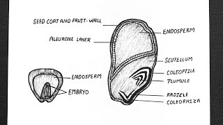 Structure Of Monocotyledonous Seed  Diagram Of Monocotyledonous Seed  Class 11  Biology [upl. by Carley]