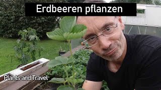 Erdbeeren pflanzen und schneiden Beet vorbereiten für das nächste Jahr [upl. by Asilet528]