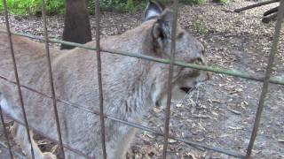 Talking Siberian Lynx [upl. by Atiana]