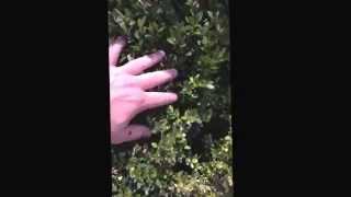 Boxwood problems  boxwood leaf miner boxwood diseases get your boxwood healthy again [upl. by Adnilim475]