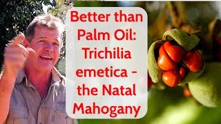 Better Than Palm Oil Trichilia emetica  the Natal Mahogany [upl. by Derwin]