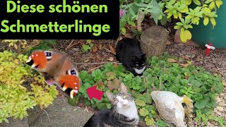 Meine beiden Katzen jagen Schmetterlinge  kann ich was dagegen tun😪 katze cat [upl. by Javed]