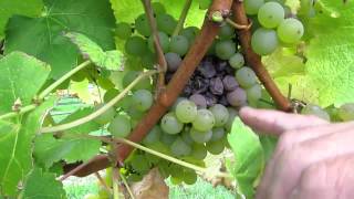 TripleX Botrytis Trial Sauvignon Blancm4v [upl. by Brandon]