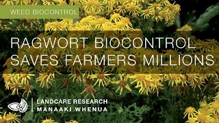 Ragwort biocontrol saves farmers millions [upl. by Guilbert737]