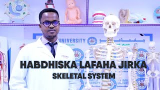 HABDHISKA LAFAHA JIRKA SKELETAL SYSTEM  DR JOWHARI VIDEOS [upl. by Eidda287]