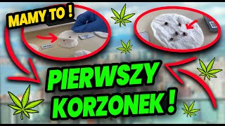 VLOG 4 PĘKŁA PESTKA  Pierwszy tydzień hodowli MARIHUANY i już MAMY KORZONKI [upl. by Nileuqaj]