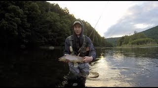 Big Brown On A Coffin Fly  Delaware River Catskills Dry Fly Fishing [upl. by Laurena]