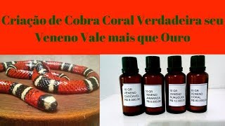 Criação de Cobra Coral Verdadeira seu Veneno Vale mais que Ouro [upl. by Ahsinor840]