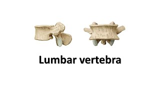 Lumbar vertebra Prof Dr Md Ashfaqur Rahman [upl. by Yttam740]