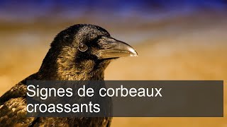 Pourquoi les corbeaux croassent  Signification des présages [upl. by Inttirb]