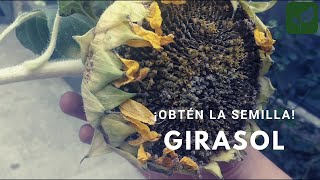 Cómo hacer Microverdes de Girasol  brotes de semillas de girasol [upl. by Ycniuqed]