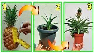 ANANAS FAI NASCERE UNA PIANTINA DAI PEZZI DELLA BUCCIADAI SEMI CHE CI SONO DENTRO GRATIS PINEAPPLE [upl. by Ramses290]