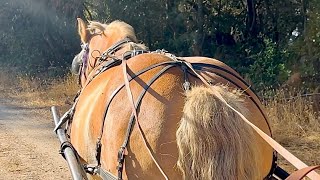 A Drive with Lulu the Belgian on Blueberry Lane [upl. by Benito]