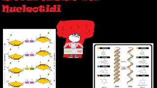 Il Metabolismo dei nucleotidi sintesi e turnover [upl. by Artema57]