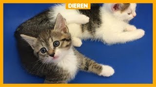 Dierenbescherming Veel te veel kittens in het asiel [upl. by Yht]