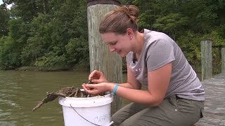 Interning at the Smithsonian Environmental Research Center SERC [upl. by Mariette]