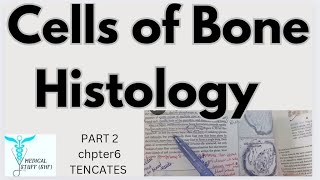 cells of bones  Osteocytes Osteoclasts chpter6 Oral Histology part2 Tencates bonehistology [upl. by Cecile]