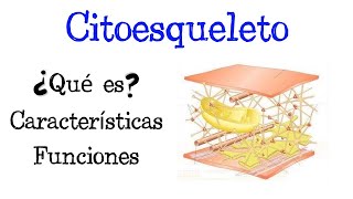 🌐 ¿Qué es el Citoesqueleto 💥 Características y Funciones Fácil y Rápido  BIOLOGÍA [upl. by Anilegnave]