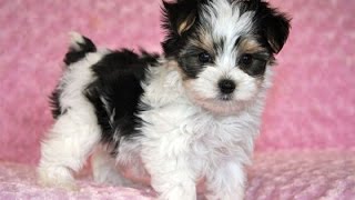 Morkie Dog breed giving birth and playing puppies [upl. by Ellerihs10]