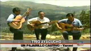 UN PAJARILLO CAUTIVO yaravi Trio Ayacucho Peru [upl. by Sufur789]