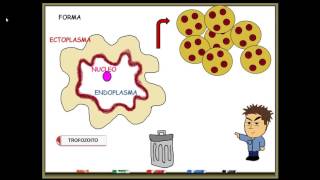 Entamoeba histolytica [upl. by Edobalo]