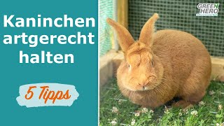 Artgerechte Kaninchenhaltung 🐰 5 Tipps [upl. by Ahseikal]