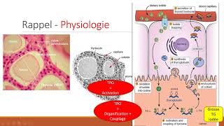 HYPOTHYROIDIE  Docteur GOUICHICHE [upl. by Carrelli890]