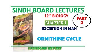 Ornithine Cycle  Deamination amp Urea Formation  Part 2 Excretion in Man  12th Biology Sindh [upl. by Asus]