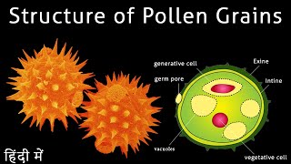 Structure of pollen grains I Structure of pollen grain class 12 I Scientech Biology I [upl. by Haletta]