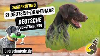 2 DeutschDrahthaar Deutsche Vorstehhunde  💡 Wissen für deine Jagdprüfung [upl. by Krause]