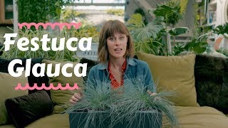 Festuca Glauca  Top Outdoor Plants 🎋 [upl. by Nedi910]