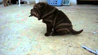 SUPER Choco Shar Pei Puppy amp Other Brothers [upl. by Nytsirt933]